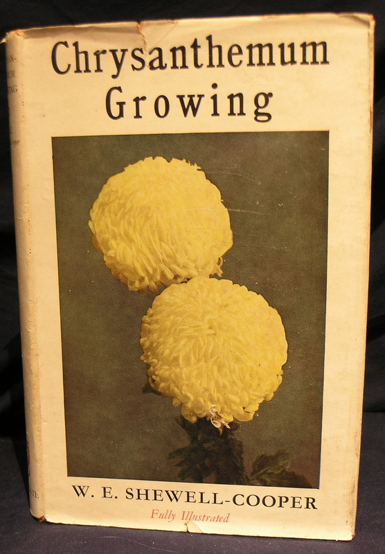 Image for Chrysanthemum Growing